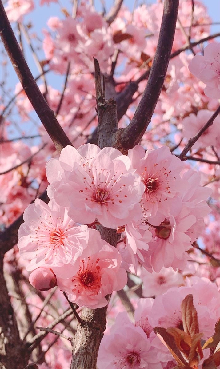 Body Mist 🌸🍒 Cherry blossom